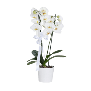 Beyaz Orkide