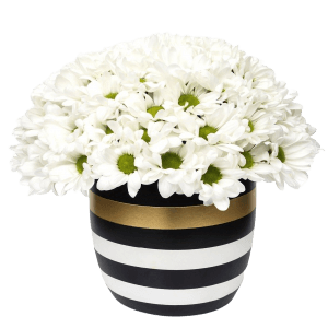 BEYAZ PAPATYA TASARIM