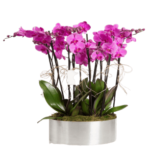 Metal Saksıda Mor Orkideler