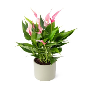 PEMBE ANTORYUM ÇİÇEĞİ