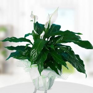 Spatifilyum Saksı Çiçeği