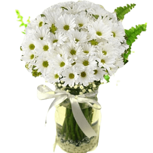 Vazoda Beyaz Papatya